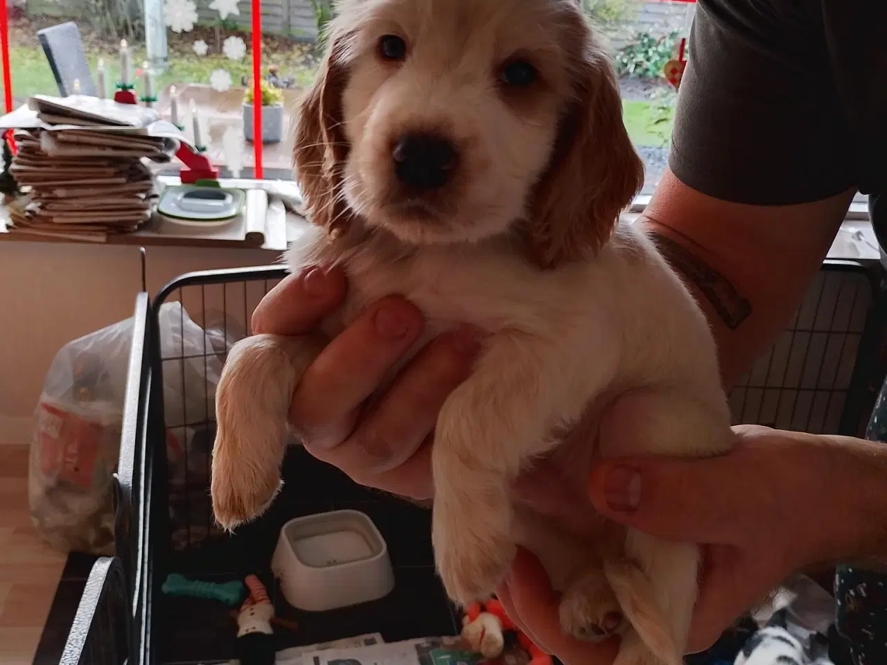 Billede 3 - Lækre Cocker Spaniels 