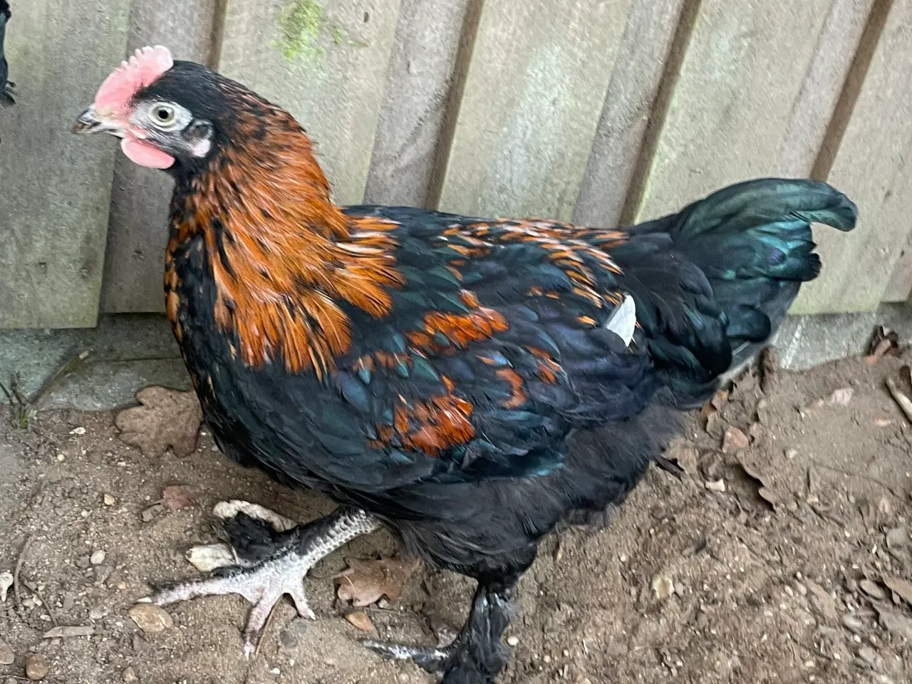 Billede 1 - Sort kopper Maran kyllinger 