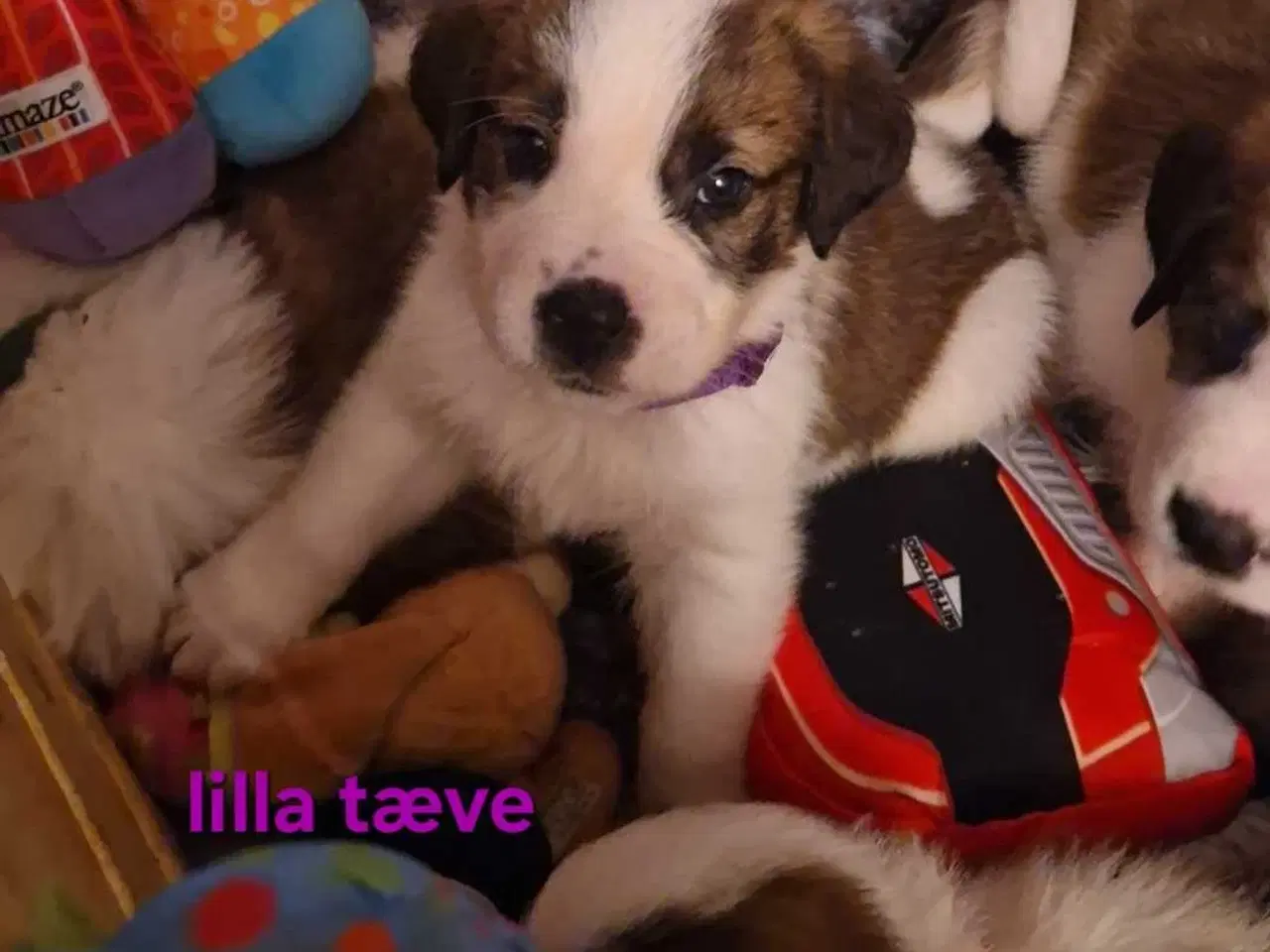 Billede 4 - Sidste tæve fra mit kuld 