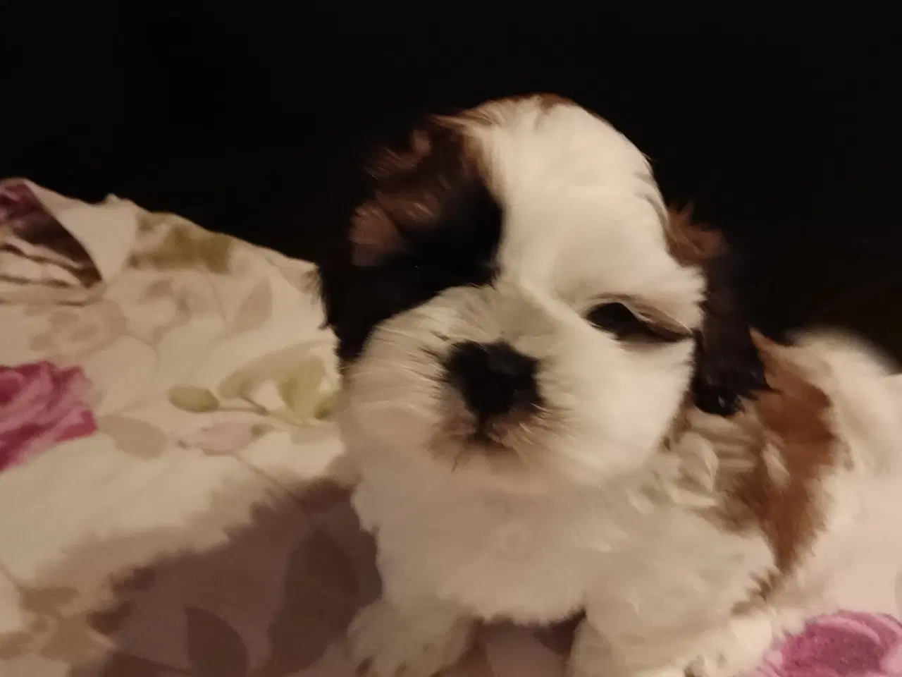 Billede 3 - Shih Tzu hvalp