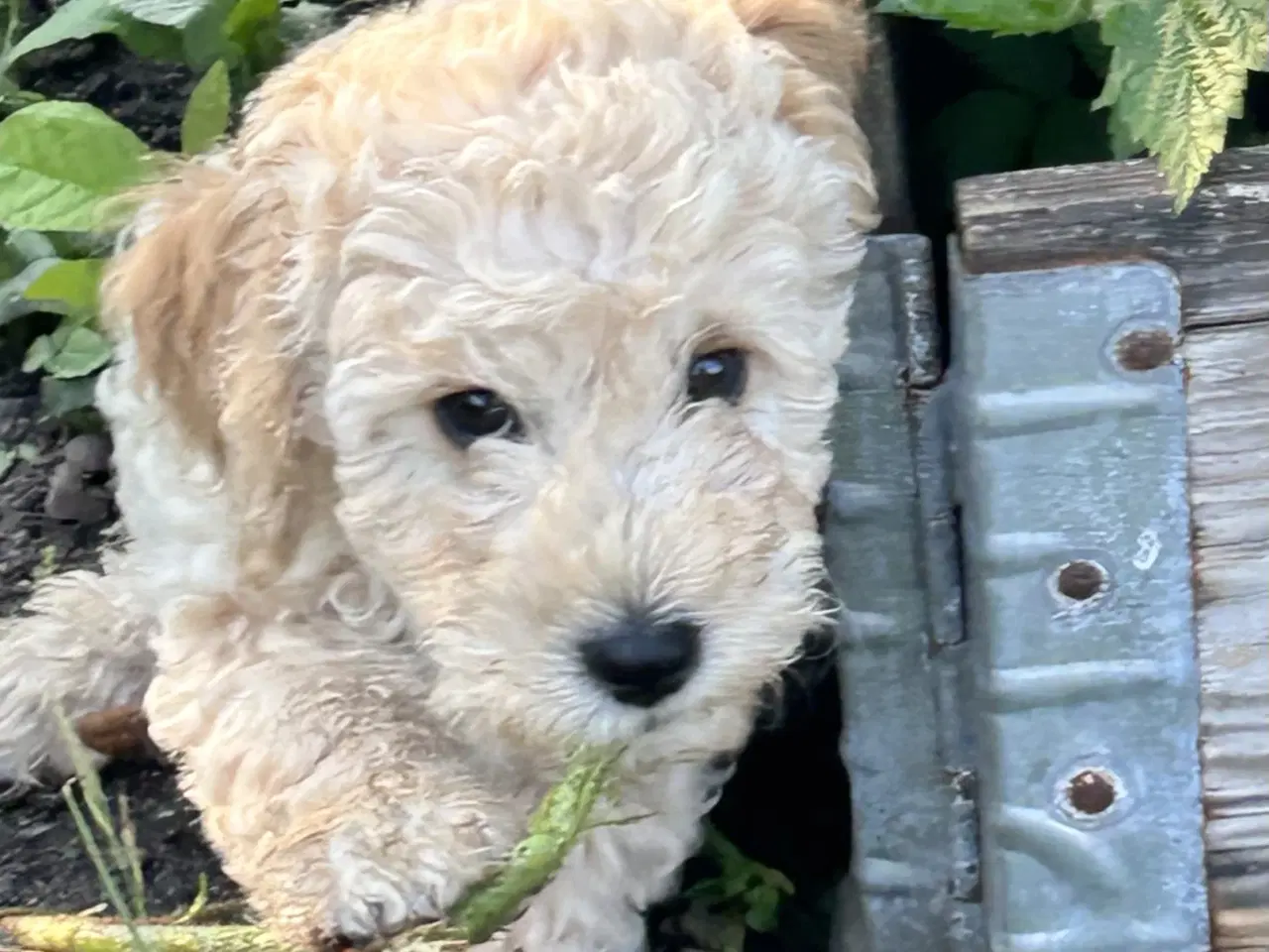 Billede 3 - Mini-labradoodle / doodle sælges