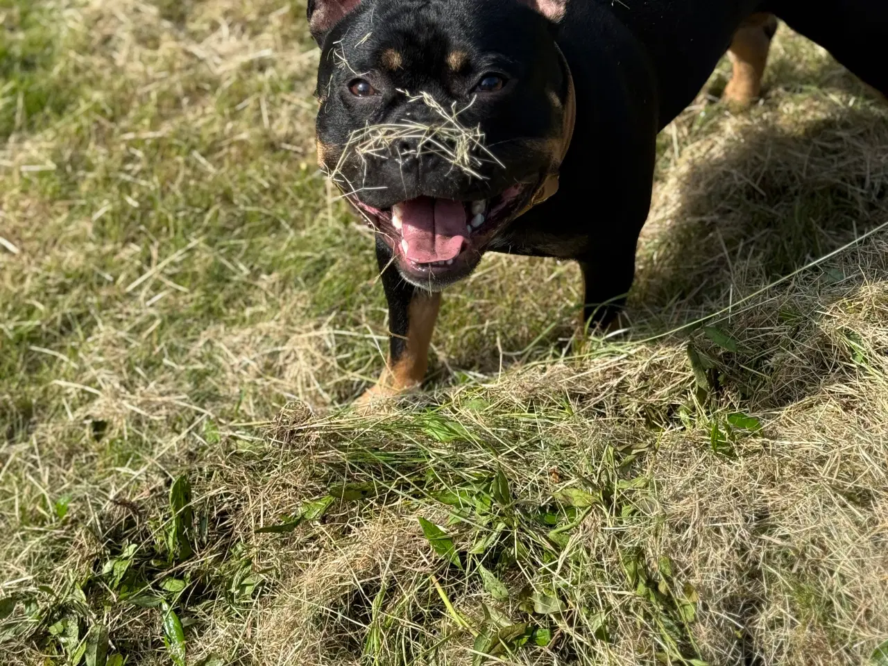 Billede 1 - Blandingshund søger foreverhome