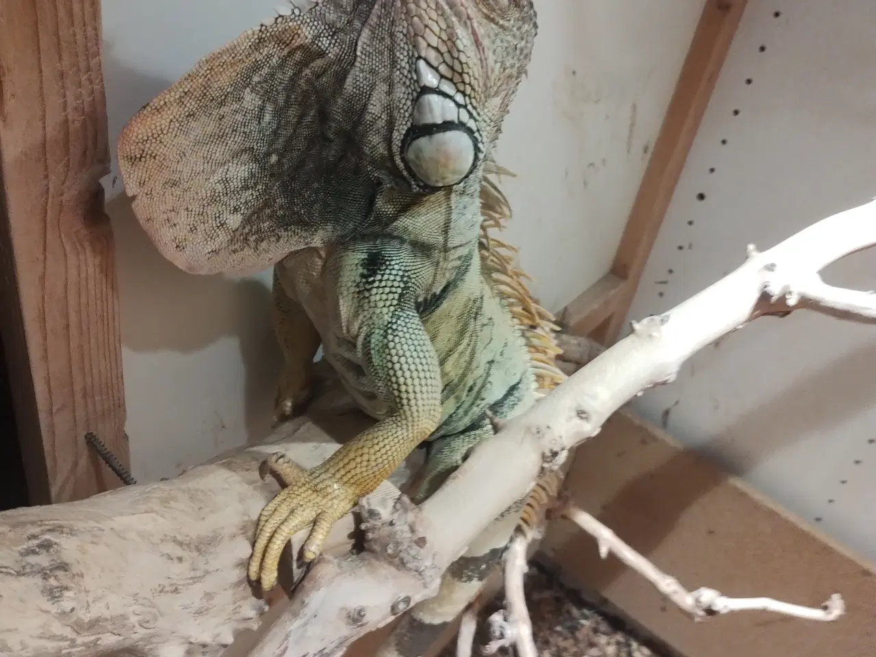 Billede 4 - Dinodyret søger ny madslave 