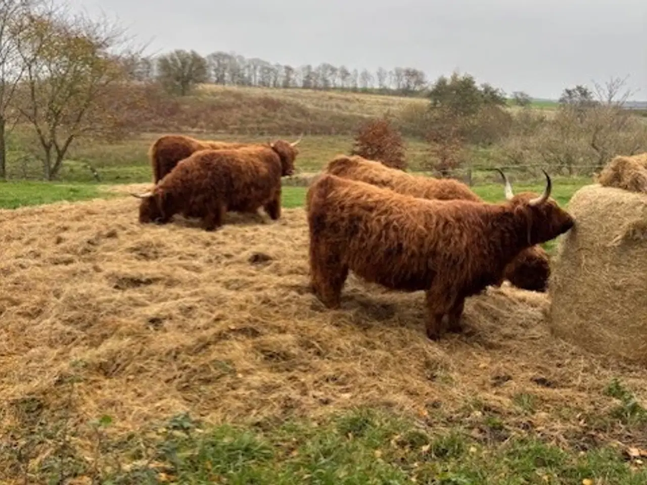 Billede 1 - Økologiske Skotsk Højland, 4 stk. kvier