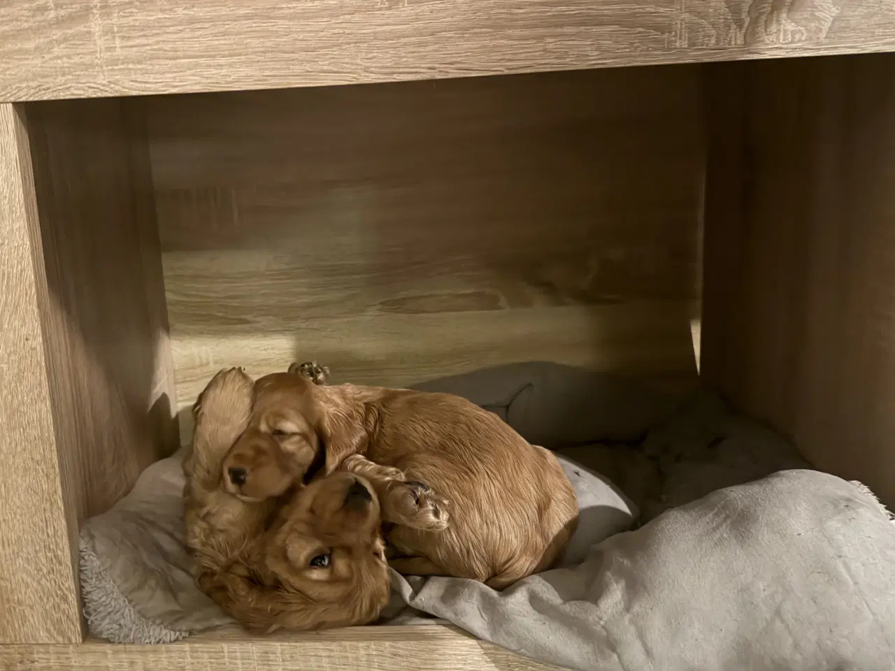 Billede 8 - Engelsk cockerspaniel 