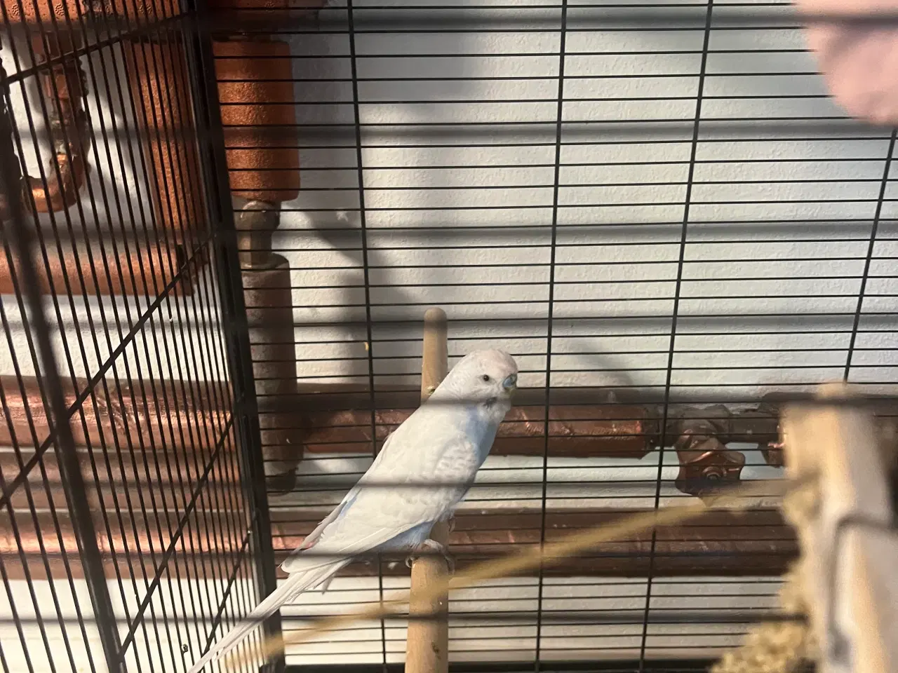 Billede 5 - 2 meget fine undulater, en han og en hun med bur