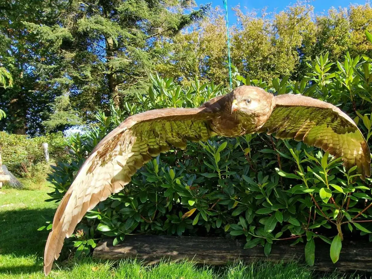 Billede 6 - Musvåge flyvende