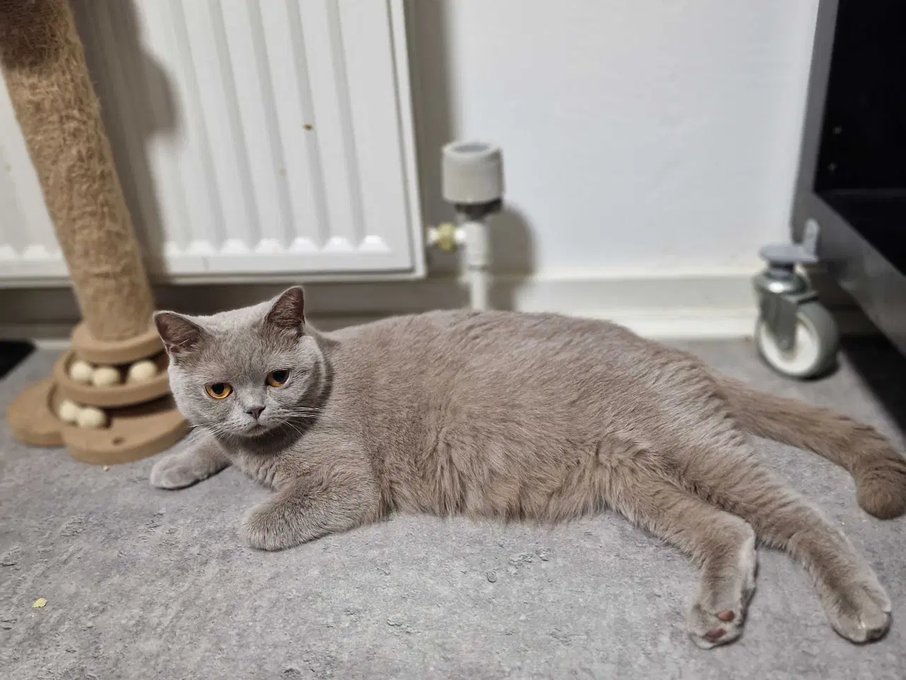 Billede 9 - British shorthair killinger