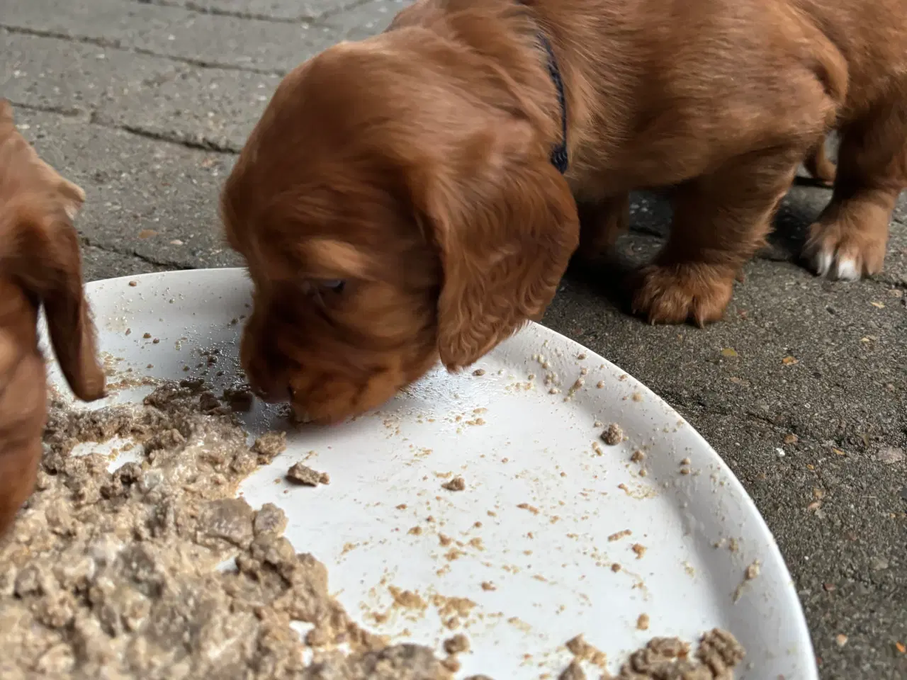 Billede 4 - FT cocker spaniel hvalpe