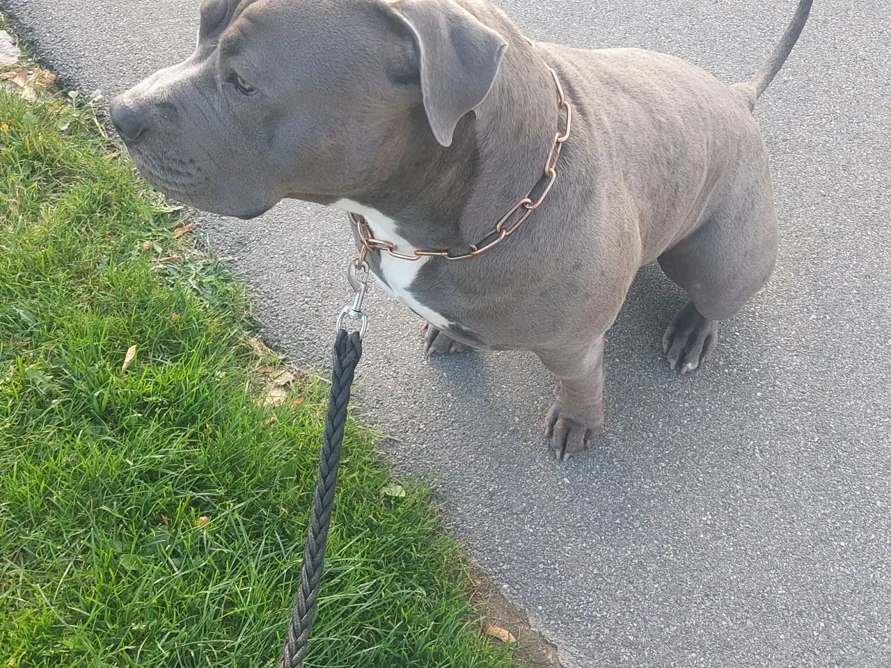 Billede 8 - American bully til salg