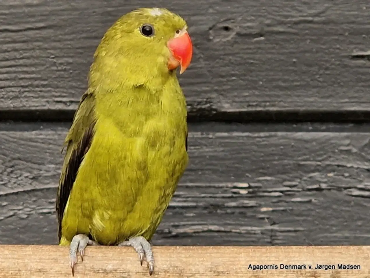 Billede 1 - Taranta dværgpapegøje