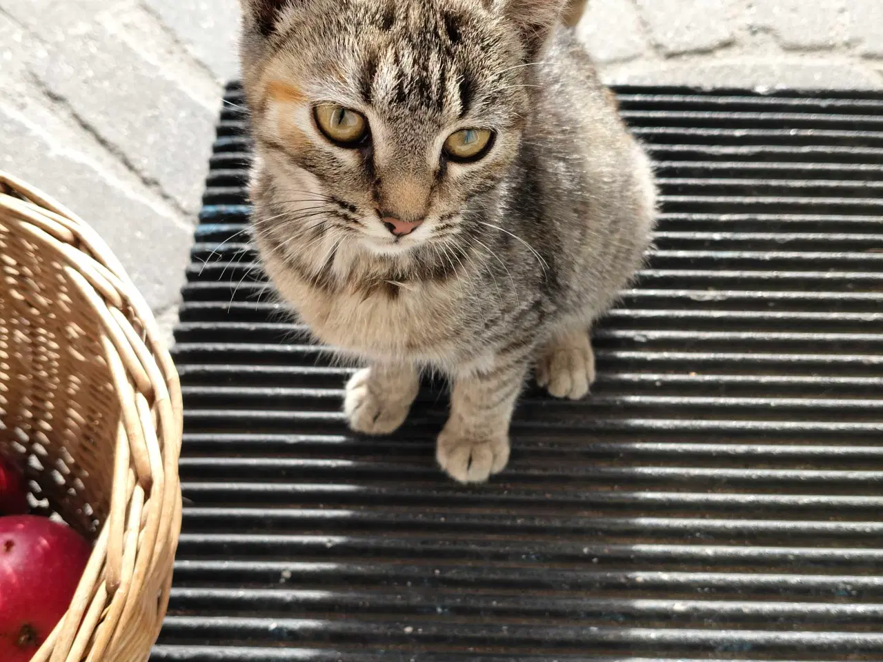 Billede 2 - Kattkillinger gratis