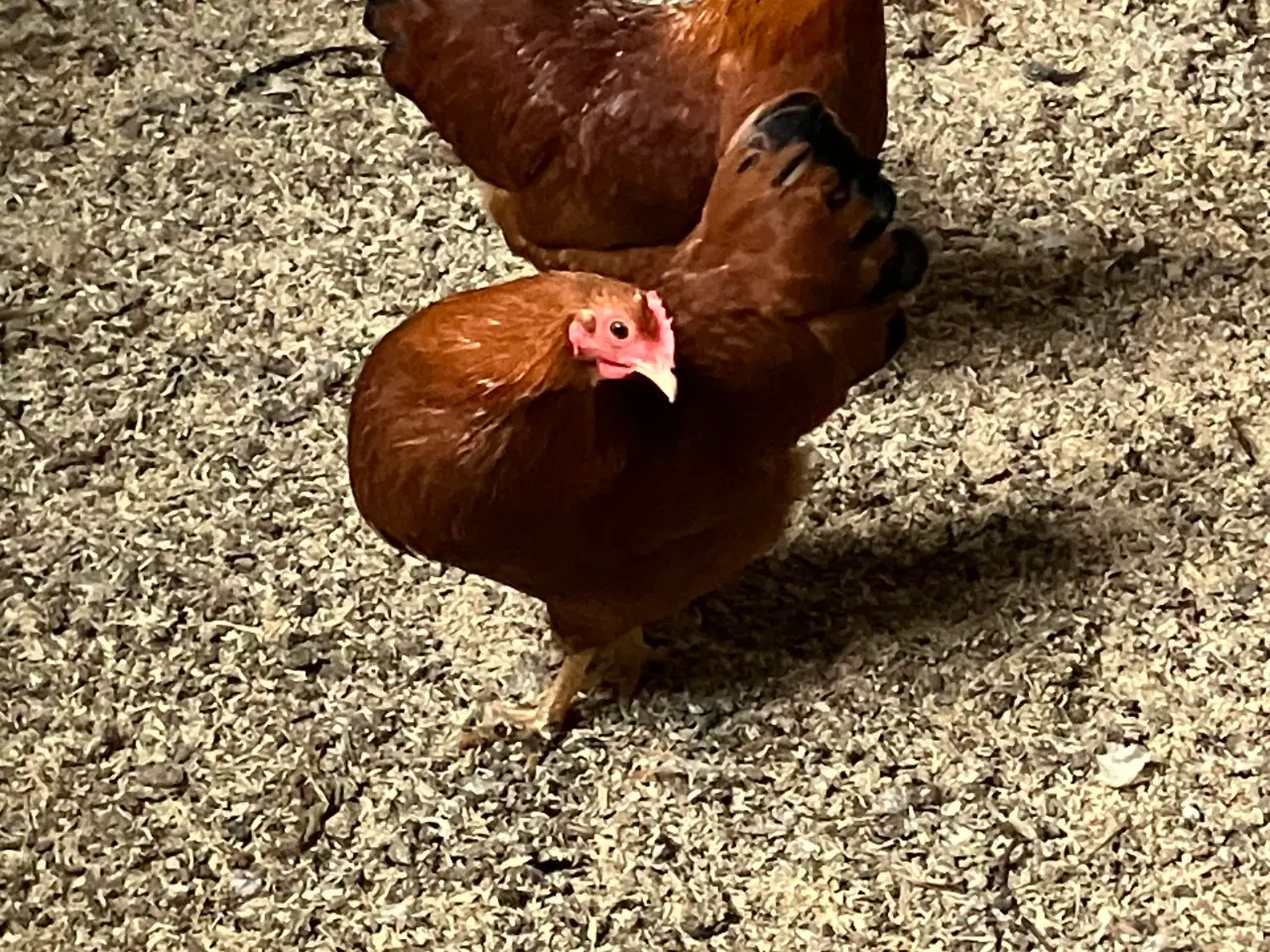 Billede 2 - New Hampshire