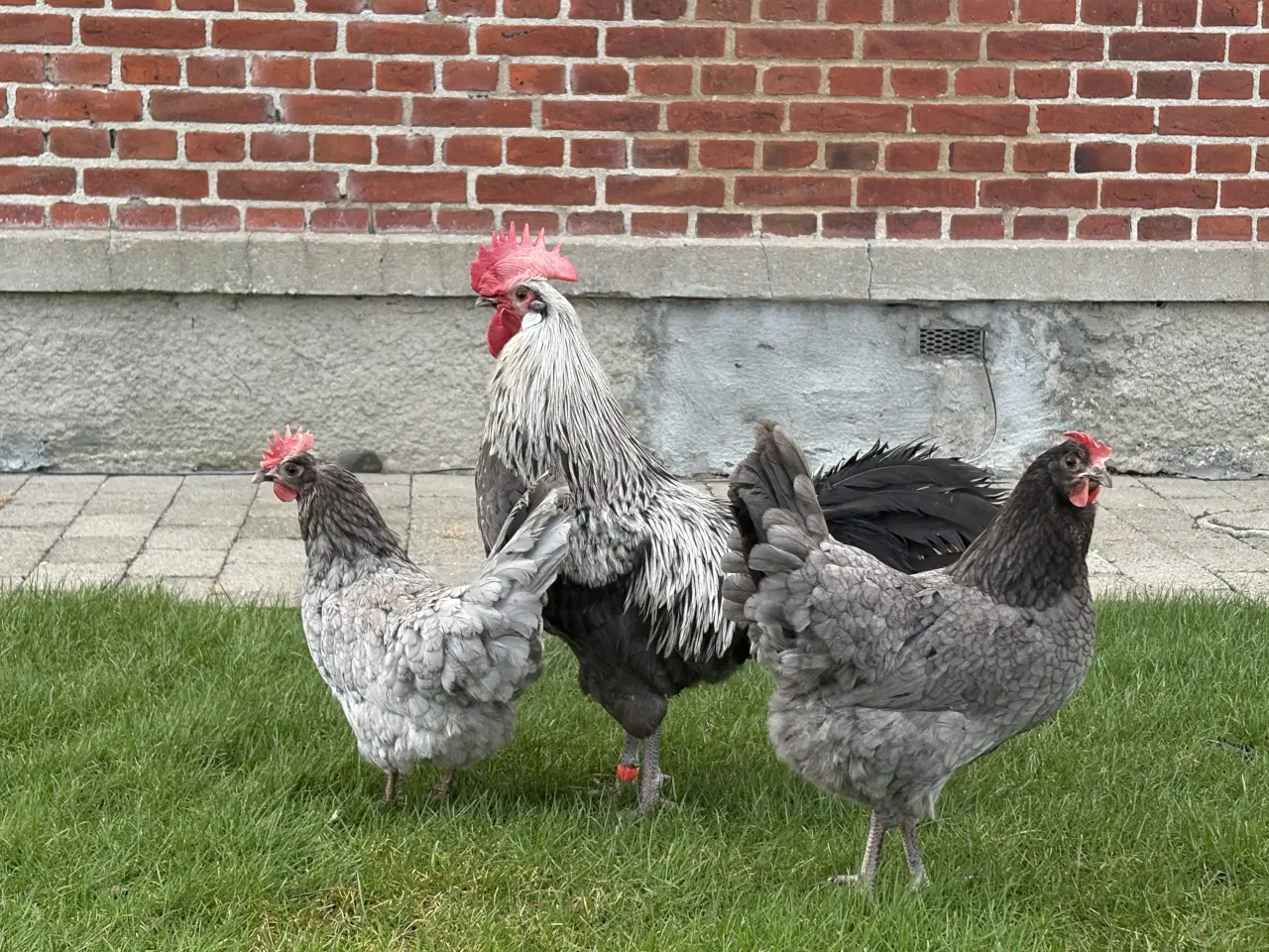 Billede 3 - Rugeæg fra racehøns 