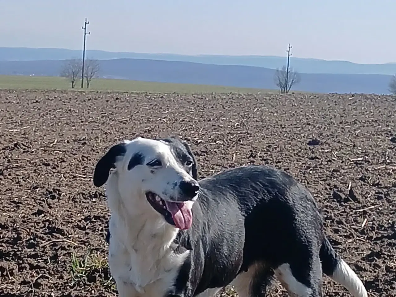 Billede 9 - Smukke Frigg søger sit eget hjem