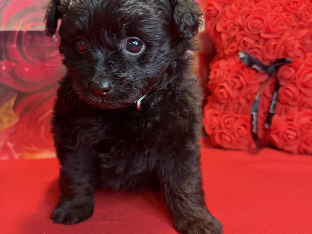 Billede 10 - 🐾 Skønne Pomapoo hvalpe søger deres forever homes
