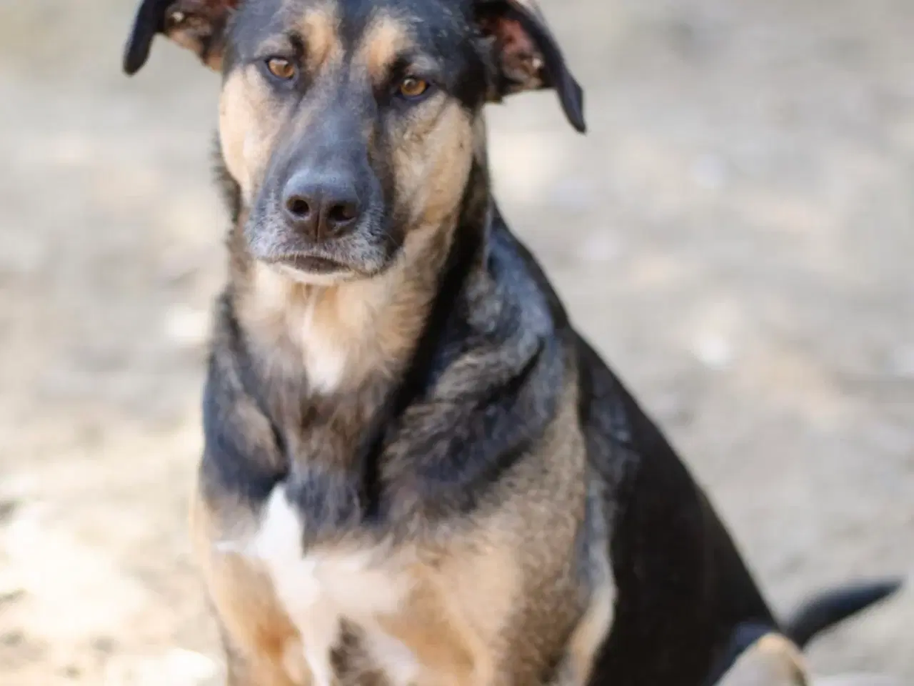 Billede 3 - Milde Bono søger familie