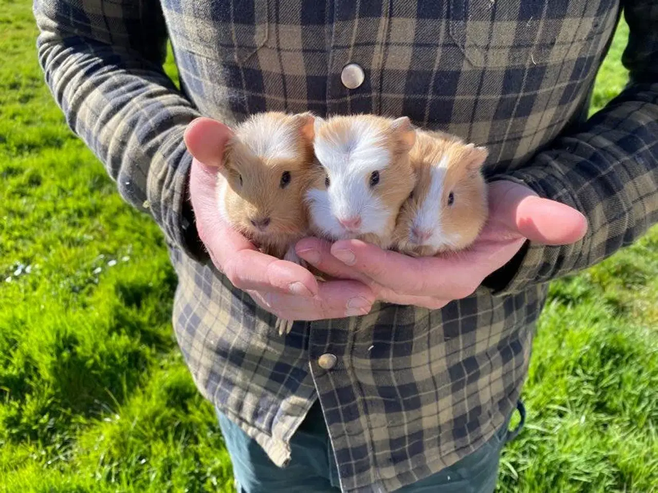 Billede 4 - Marsvinunger - De bedste kæleracer