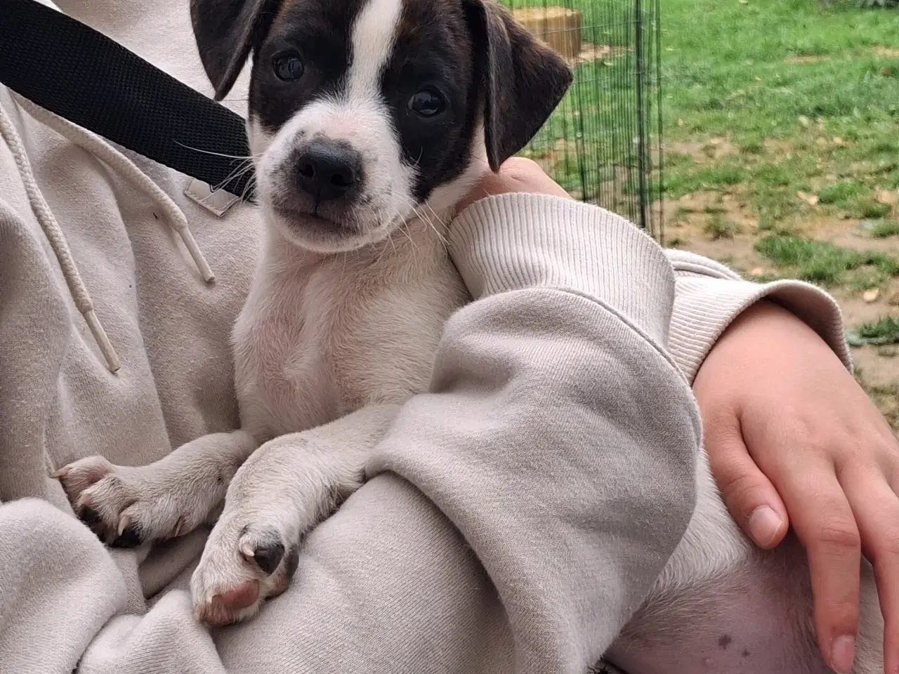 Billede 7 - Skønneste d/s gårdhund hvalp 