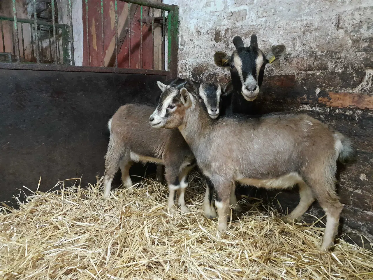 Billede 3 - Dværggeder 2 mødre 2 kid