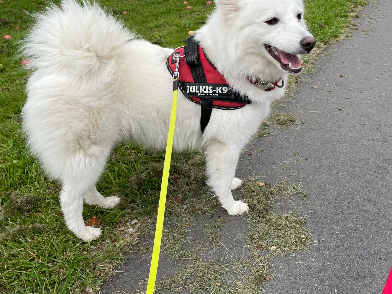 Billede 2 - Hunde hvalpe - Japansk spids