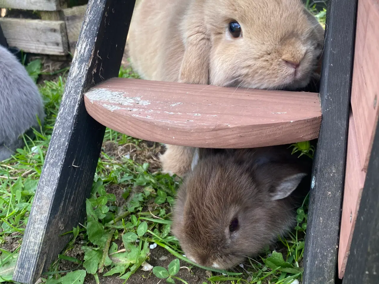 Billede 9 - Mini lop kaninunge dreng 