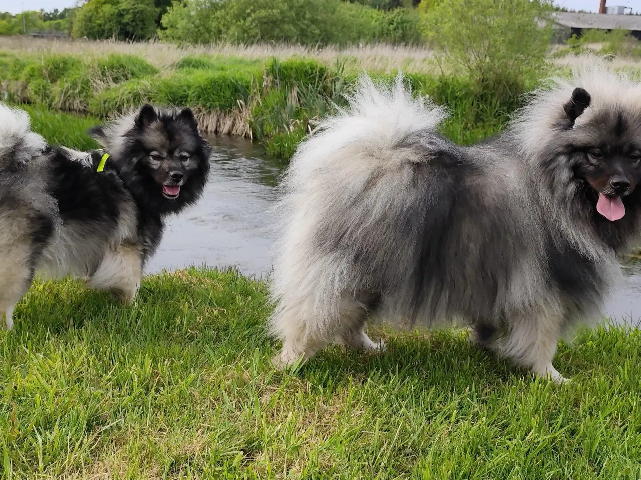 Billede 8 - Keeshond hvalpe