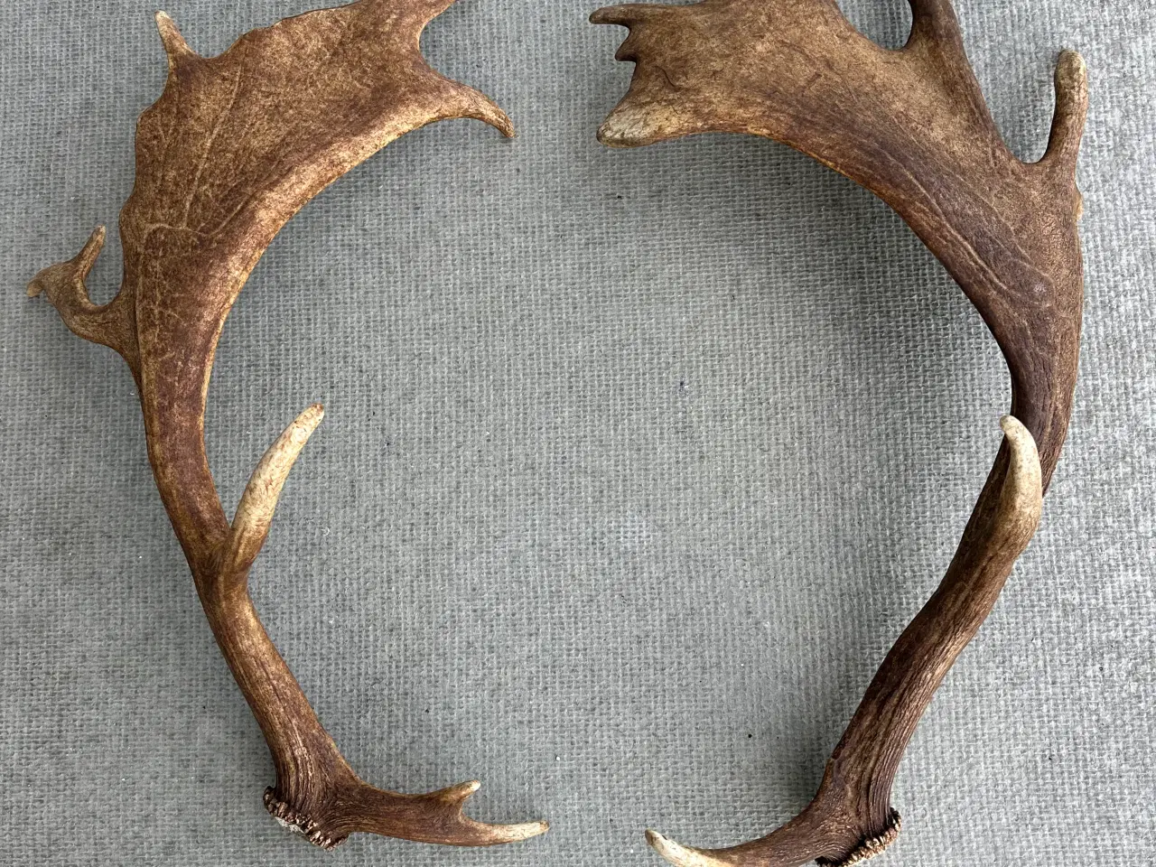 Billede 2 - Flotte kastestænger fra dåhjort sælges