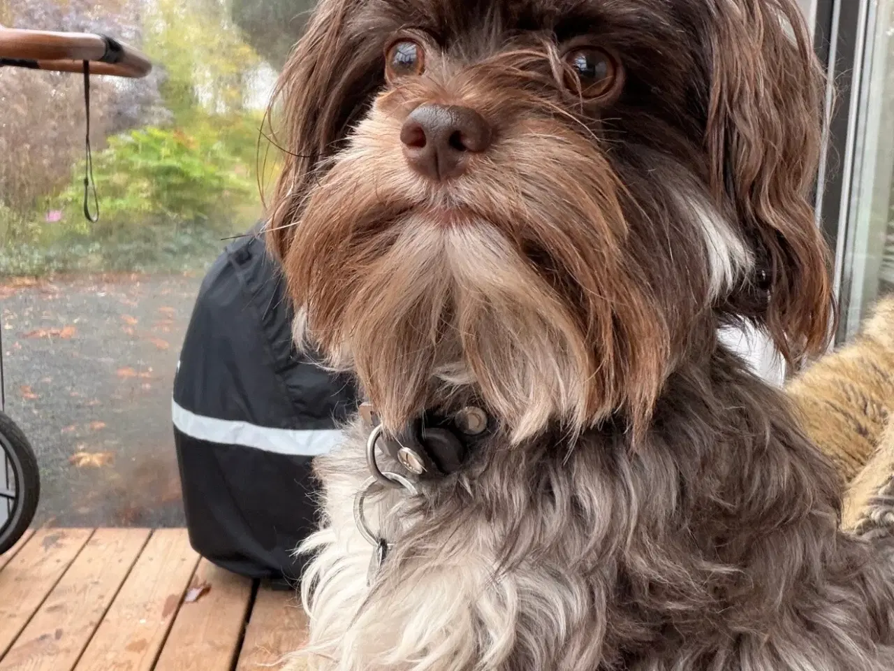 Billede 8 - Skønne Hvalpe 