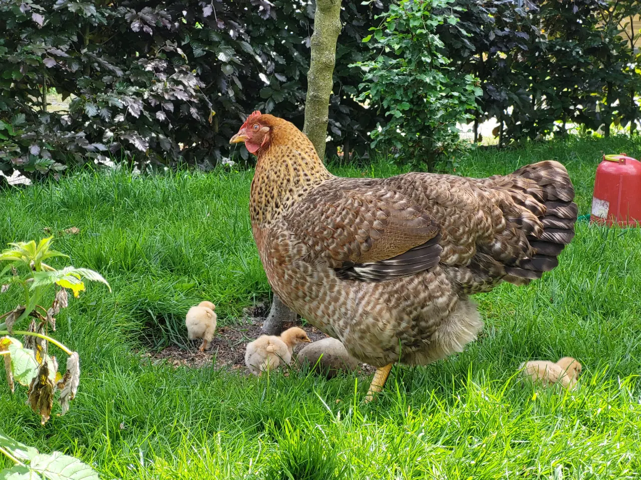 Billede 4 - Høne kyllinger 7 uger gamle