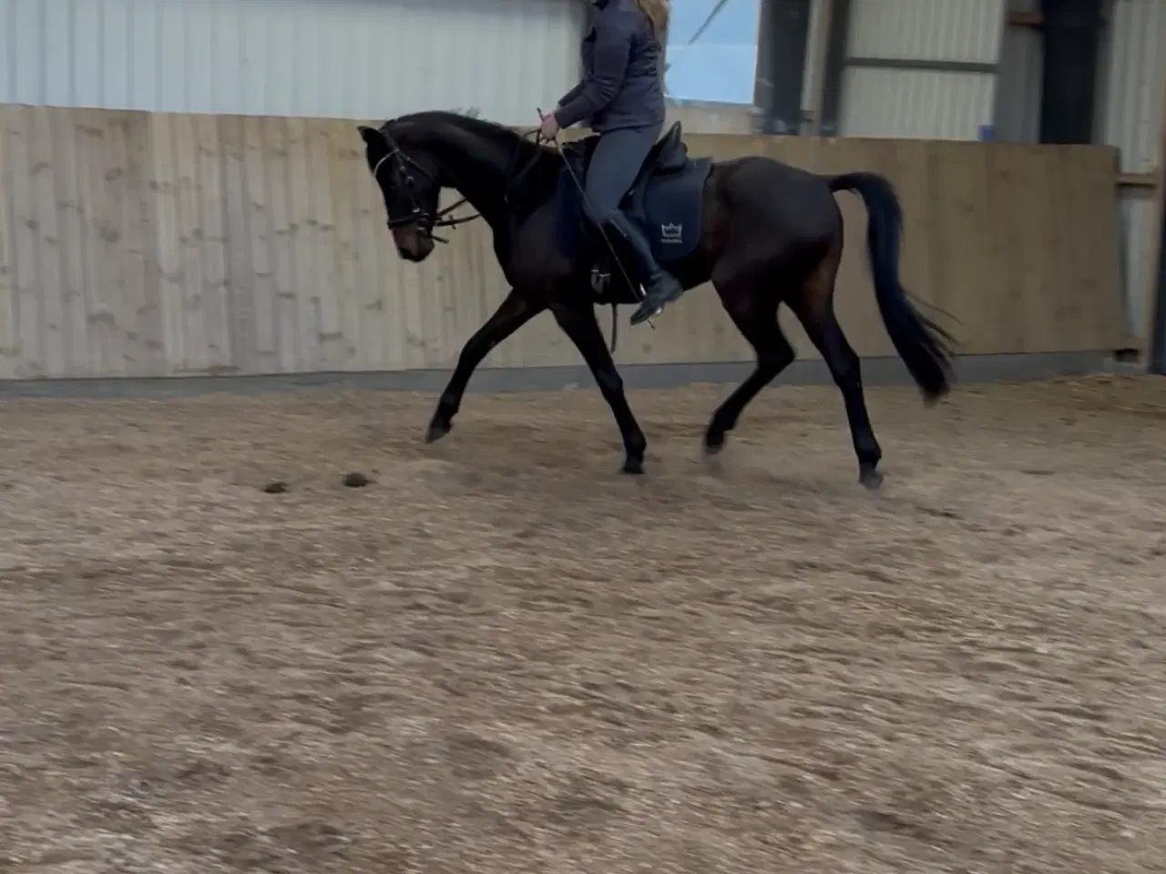 Billede 2 - Lille 4 års DV vallak 