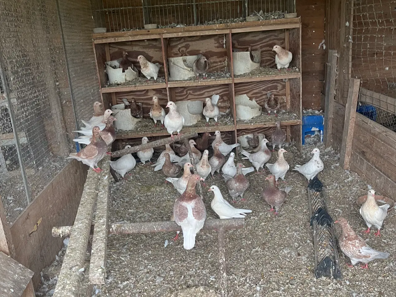 Billede 2 - Kønvisende texaner duer