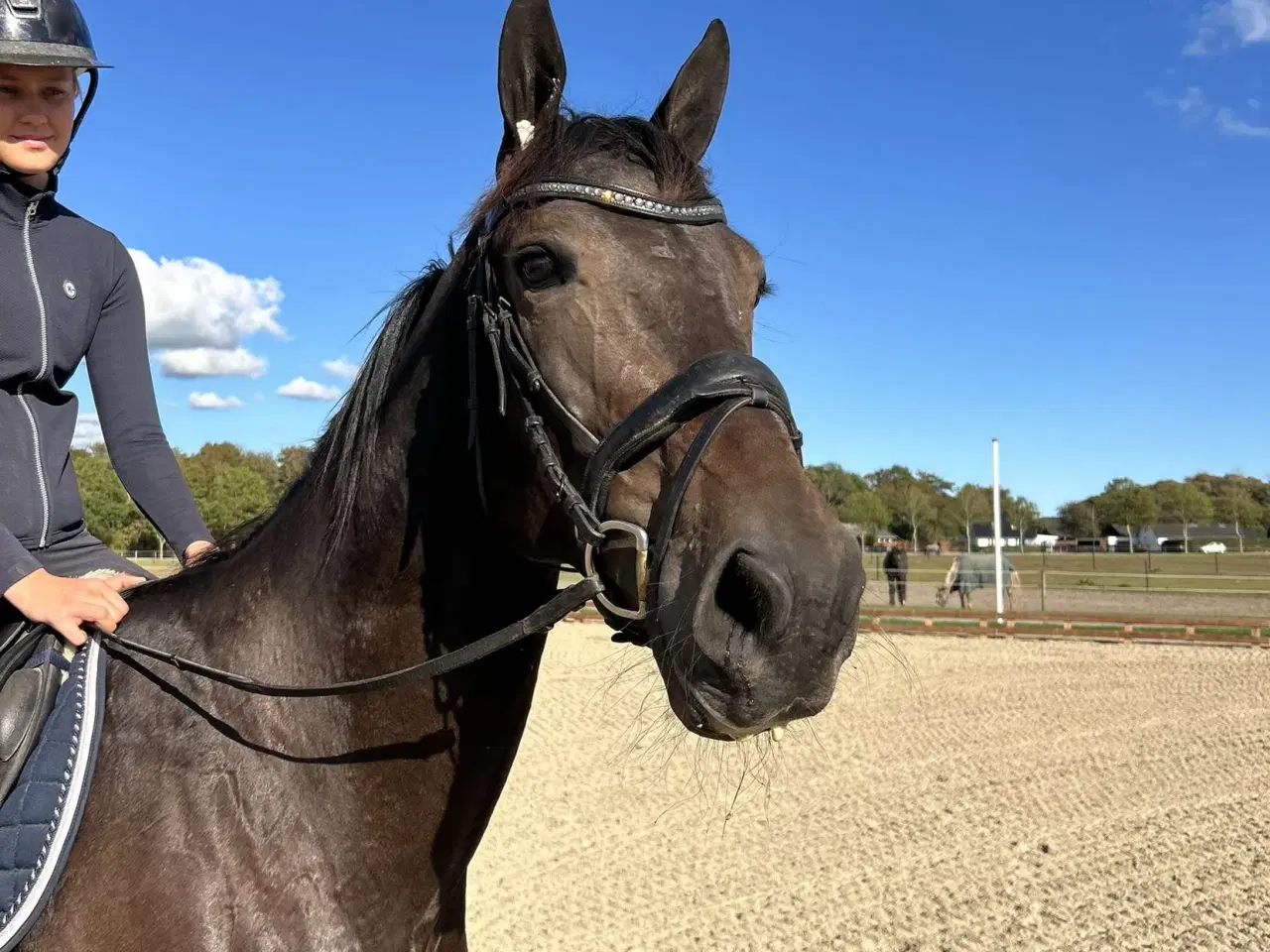 Billede 5 - Dejlig vallak allround