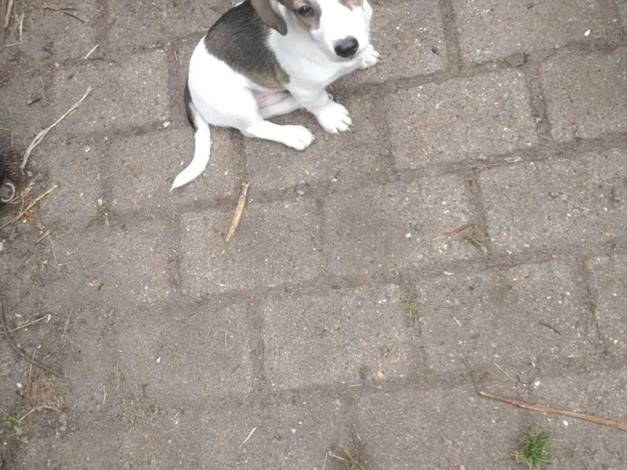 Billede 6 - Jack Russell 