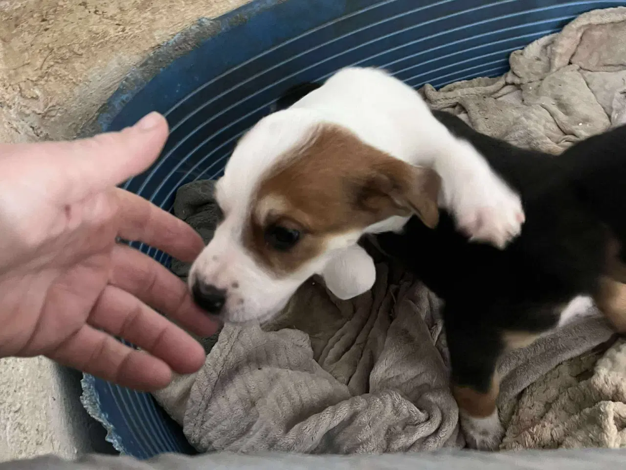 Billede 6 - Sødeste lille Panda søger familie