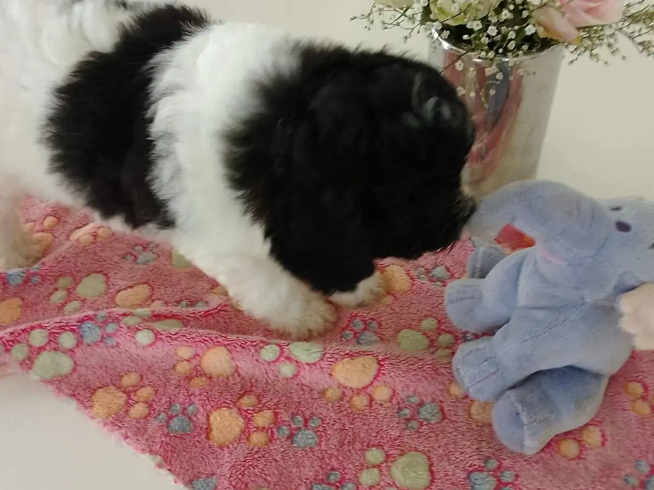 Billede 2 - De skønneste Pomeranian-blandingshvalpe
