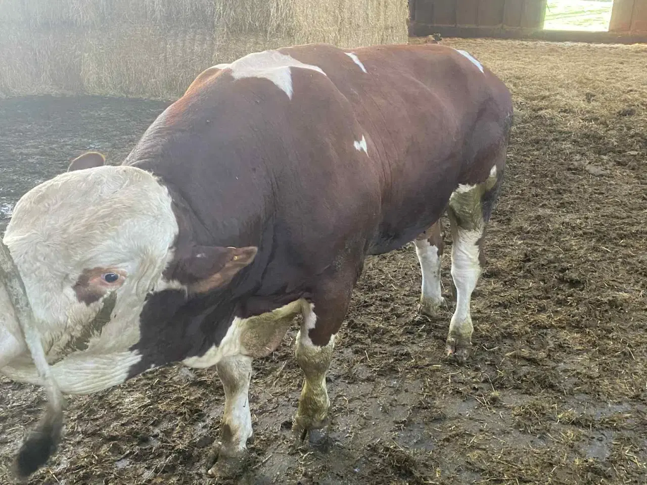 Billede 2 - Simmentaler tyr