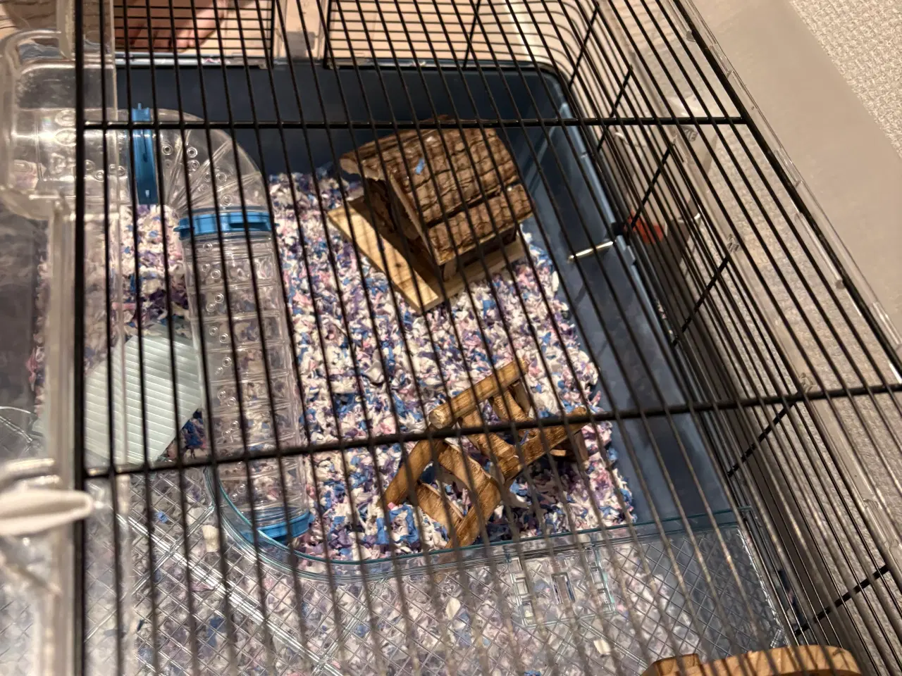 Billede 2 - Guldhamster