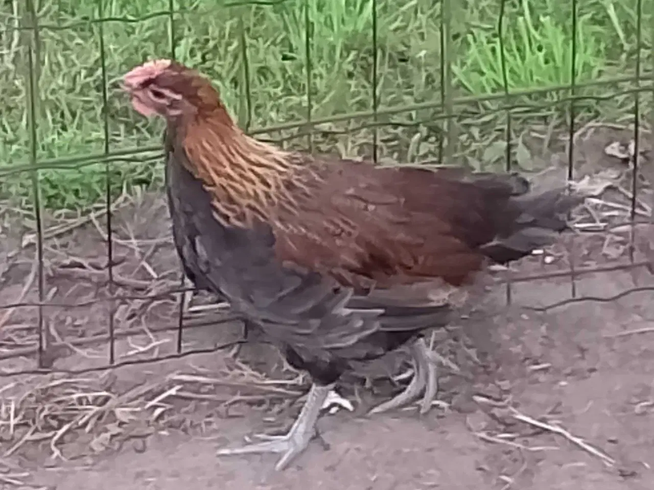 Billede 2 - Dansk Landrace Haner