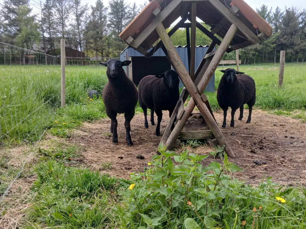 Billede 1 - Såne vædderlam 