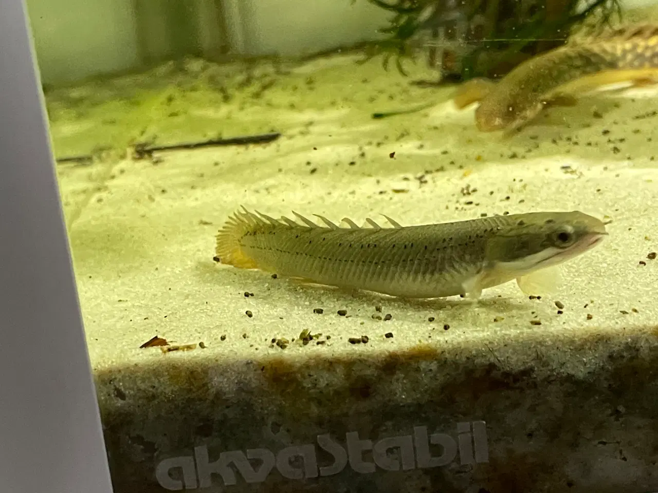 Billede 2 - Fisk Bichir 2 farver