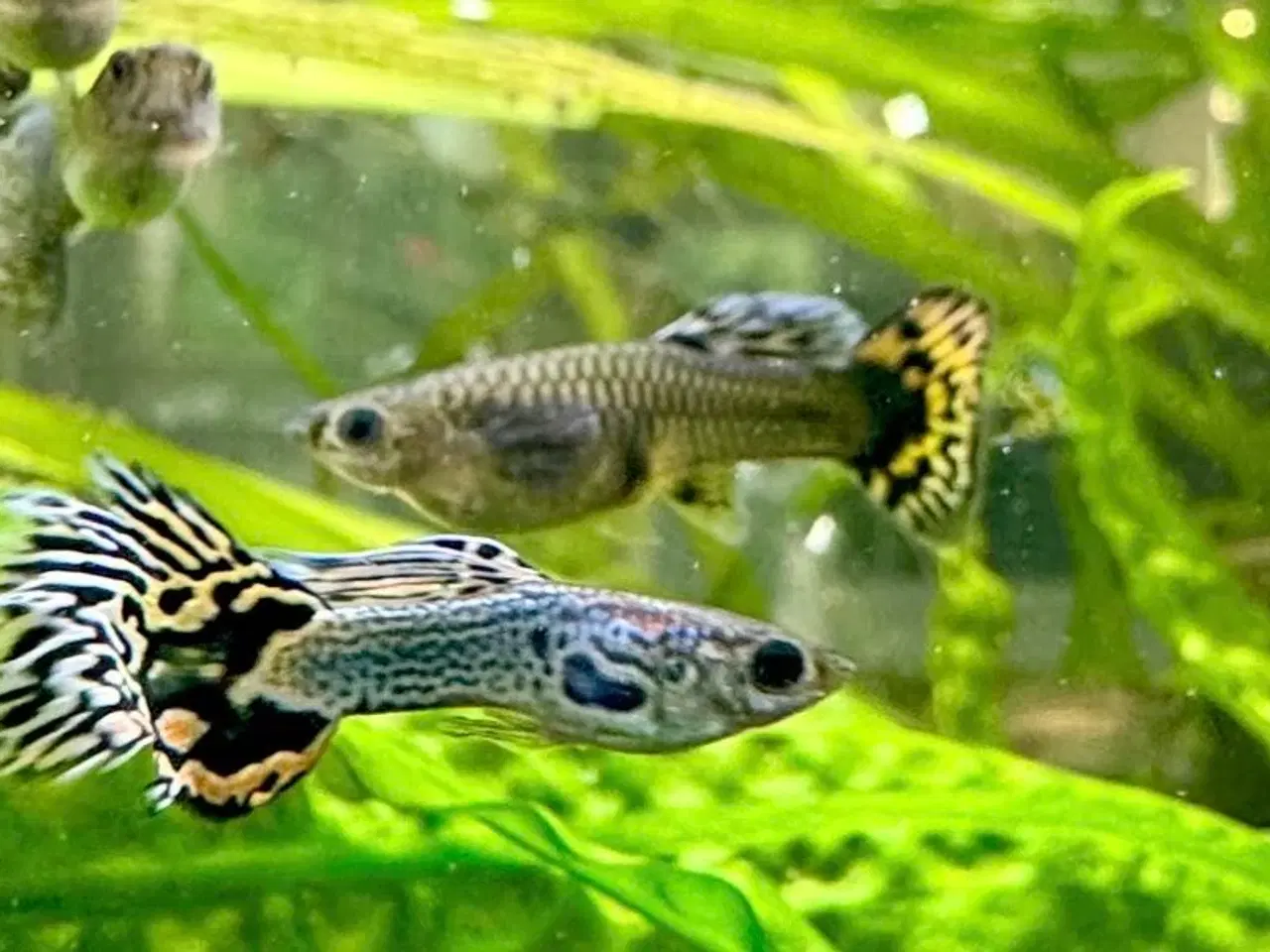 Billede 3 - Flotte guppy babyer
