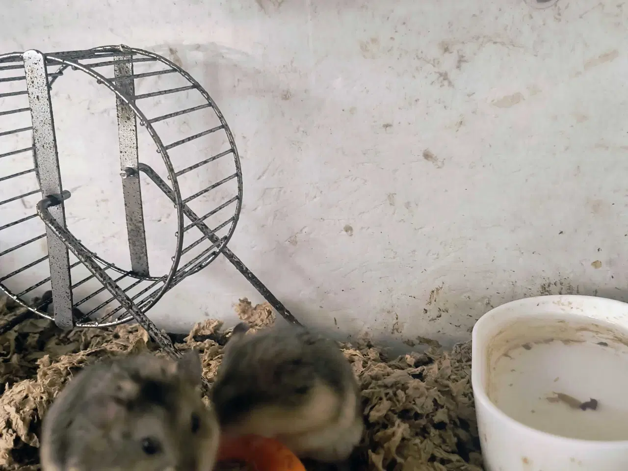 Billede 1 - Dværghamster unger 