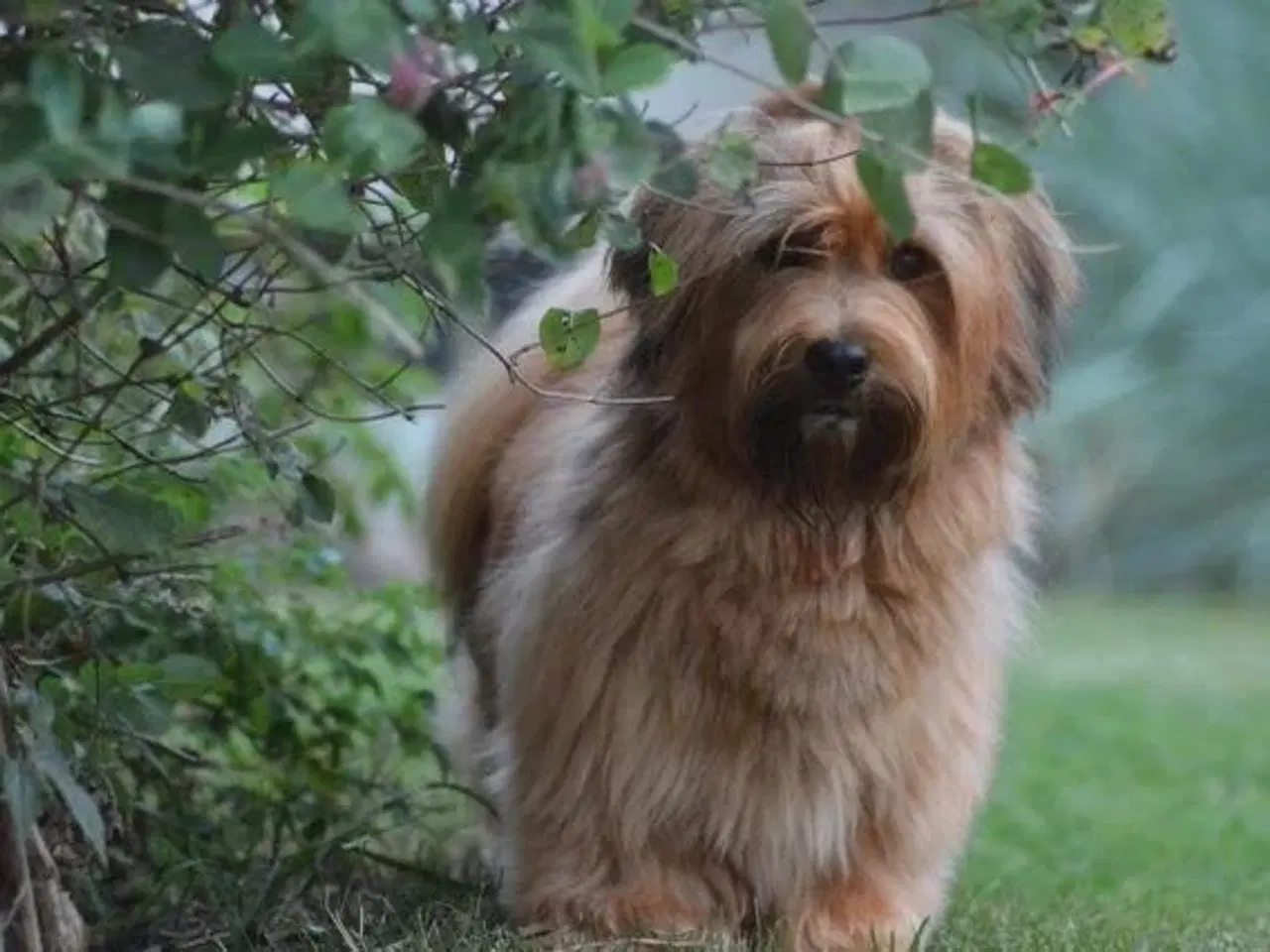 Billede 7 - 💕Skal Wilma være din 💕