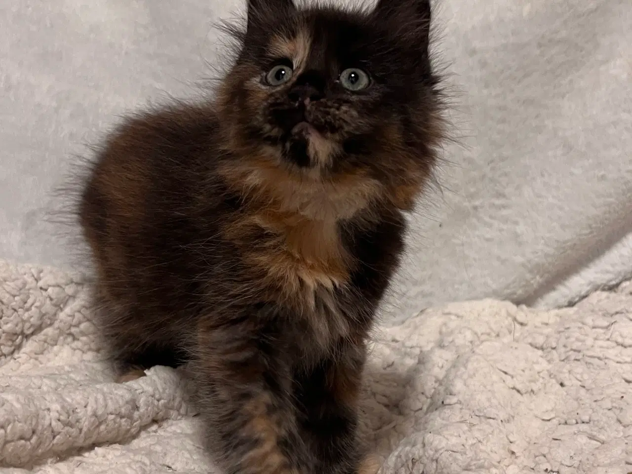 Billede 6 - Mainecoon killing 