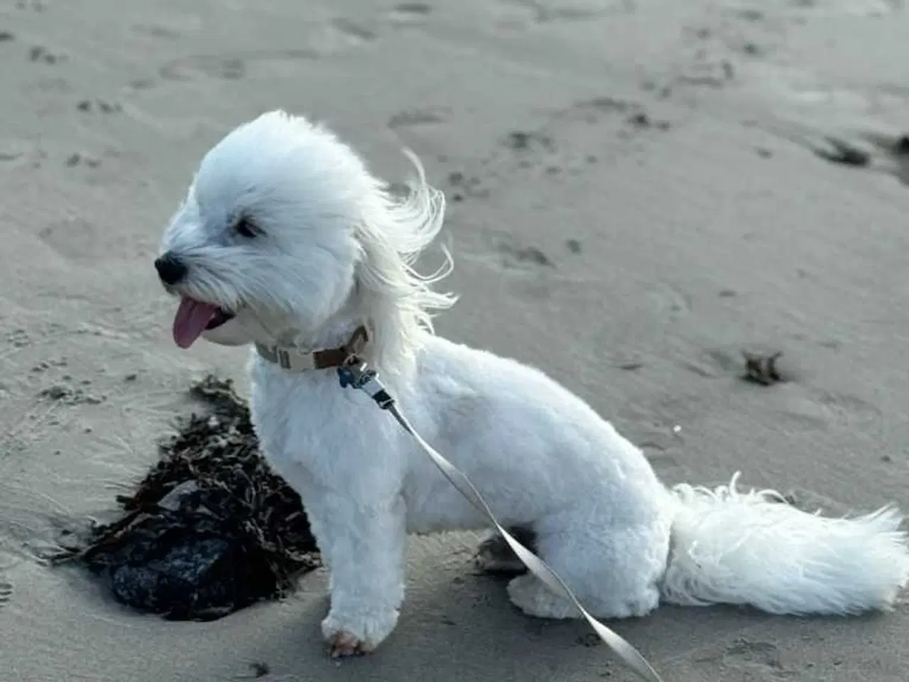 Billede 1 - Coton på 2 år