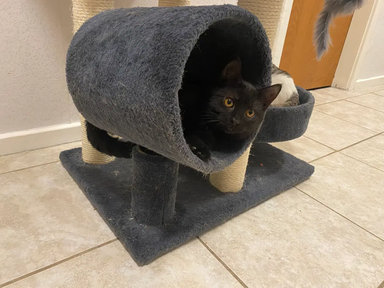 Billede 11 - British Shorthair killinger