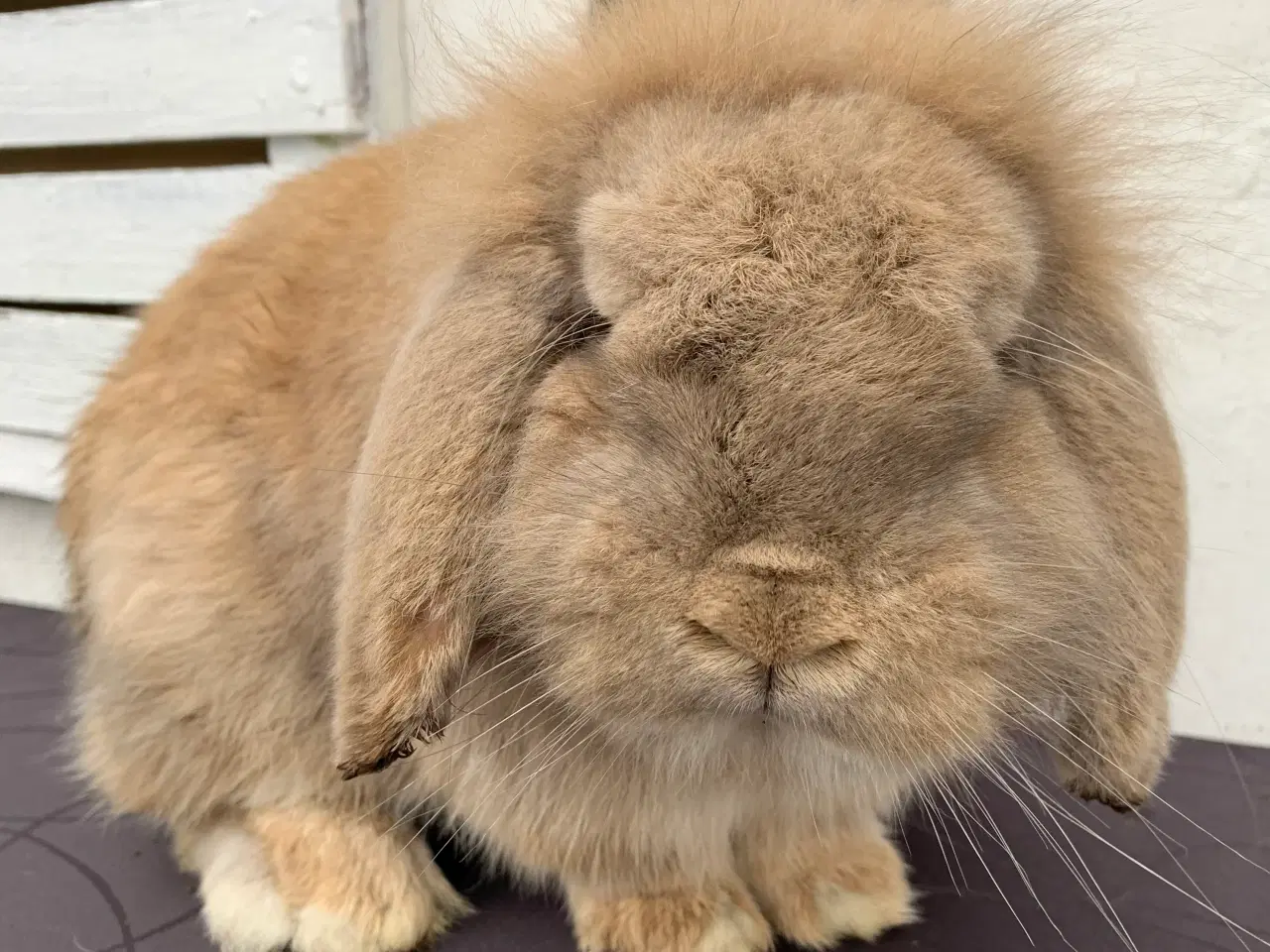 Billede 1 - Lionlop gul han 4 år gammel