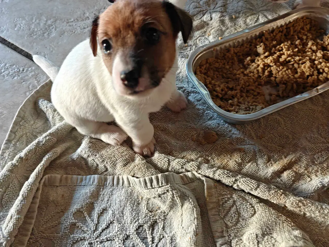Billede 2 - Jack Russell Terrier hvalpe 