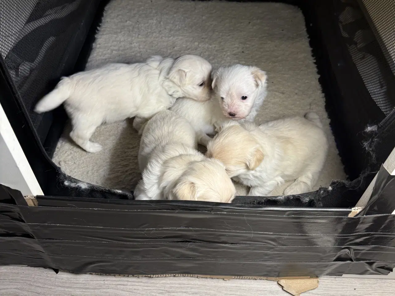 Billede 5 - 4 Søde og Kærlige Malteserhvalpe til Salg